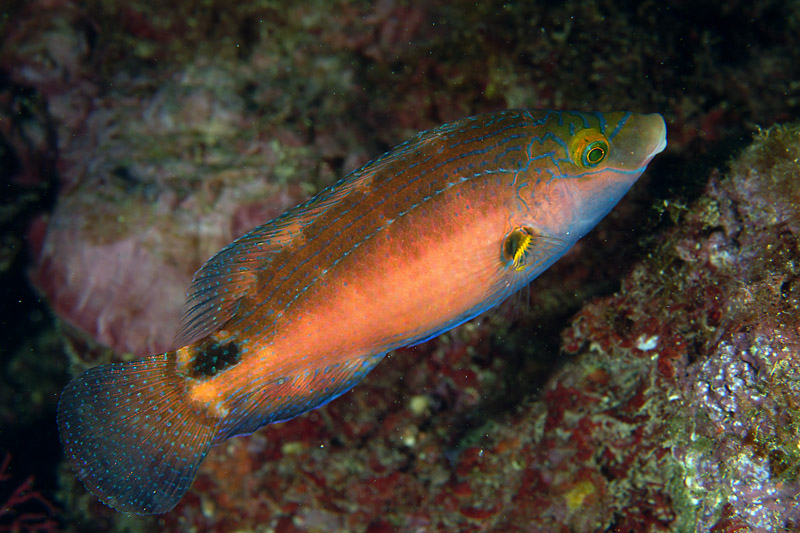 Symphodus mediterraneus 16-07-09